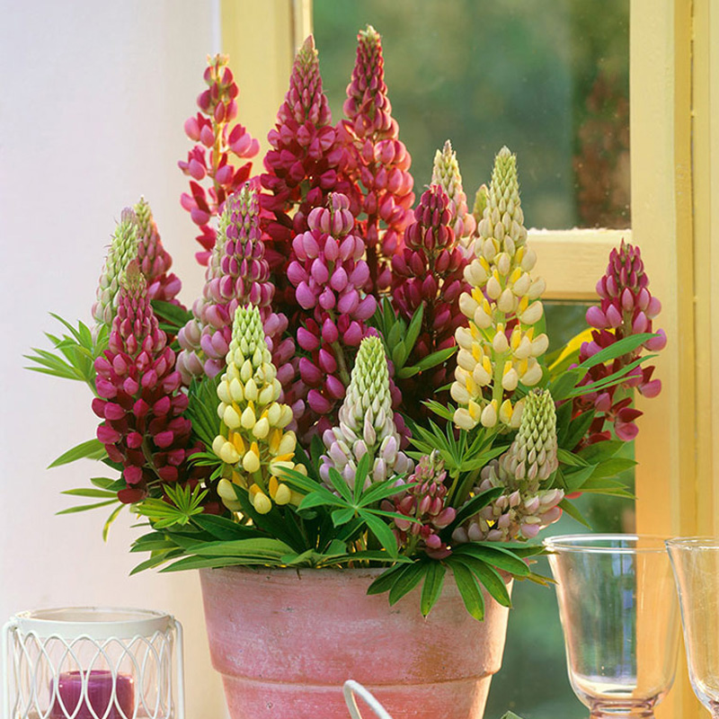 播种心情 鲁冰花种子 羽扇豆种子多年生混色春播秋播花卉种子景观花海