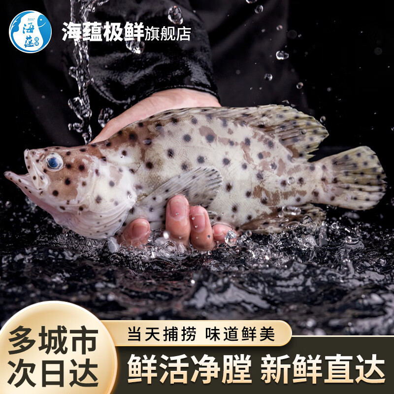 海蕴极鲜【活鲜】鲜活老鼠斑 新鲜石斑鱼现杀净膛处理烧烤食材年货