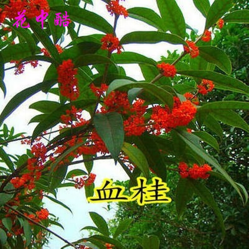 花中酷 桂花种子树种子 血桂20粒