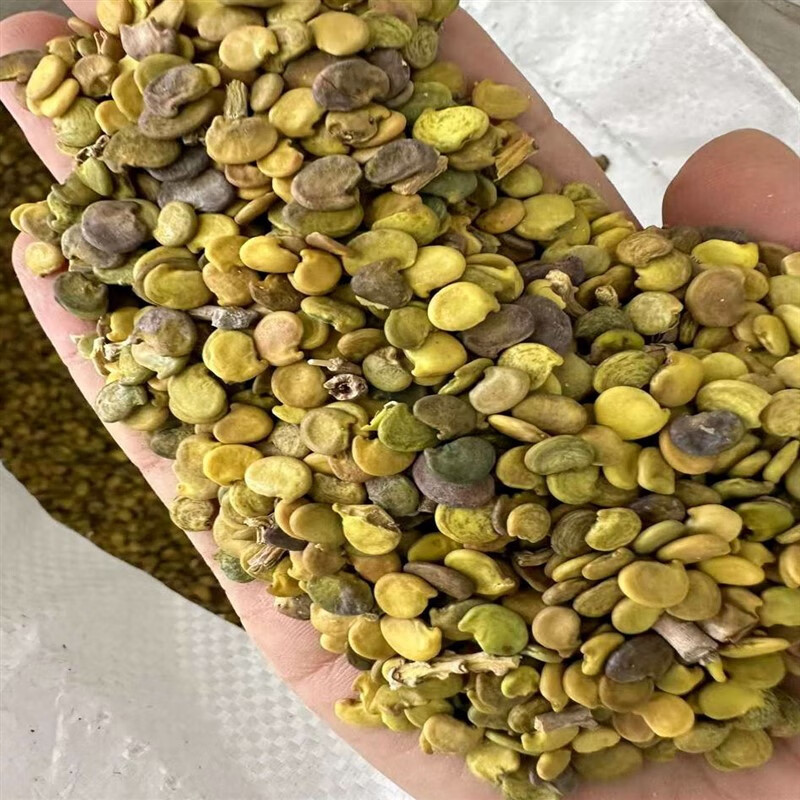 芗苒沙冬青种子四季播种用种籽籽 沙冬青种子一斤