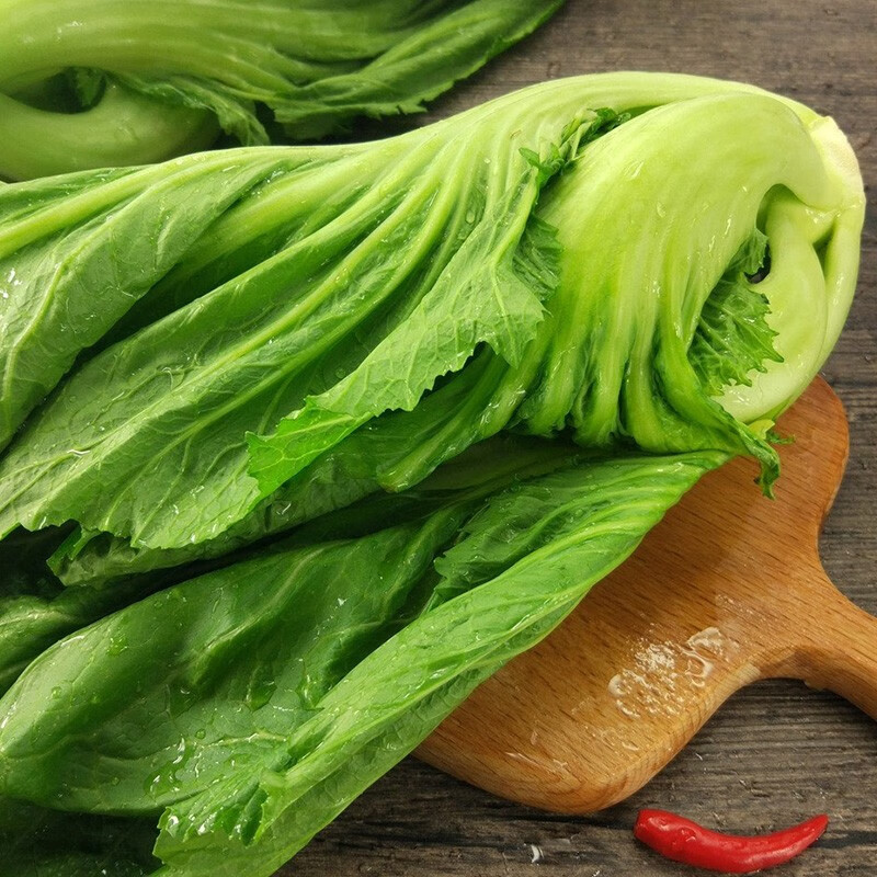 种子水东包心疙瘩青菜菜籽蔬菜春冬季播种种籽 四川大肉青芥菜种子 5