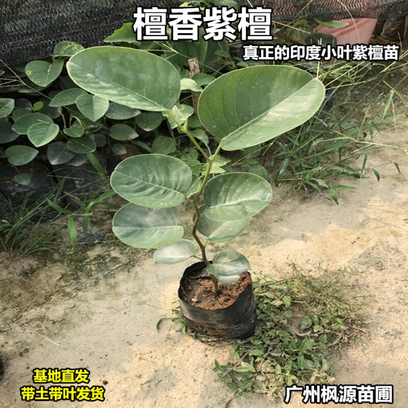 珍稀名贵苗印度小叶紫檀树苗檀香紫檀树苗正宗檀香紫檀苗紫檀盆景 30