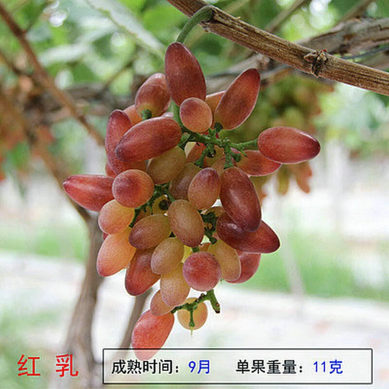 怎么查京东苗木历史价格查询|苗木价格比较