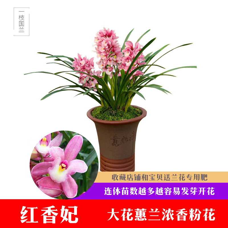 一枝国兰 品牌报价图片优惠券 一枝国兰品牌优惠商品大全价格升序 5 虎窝购