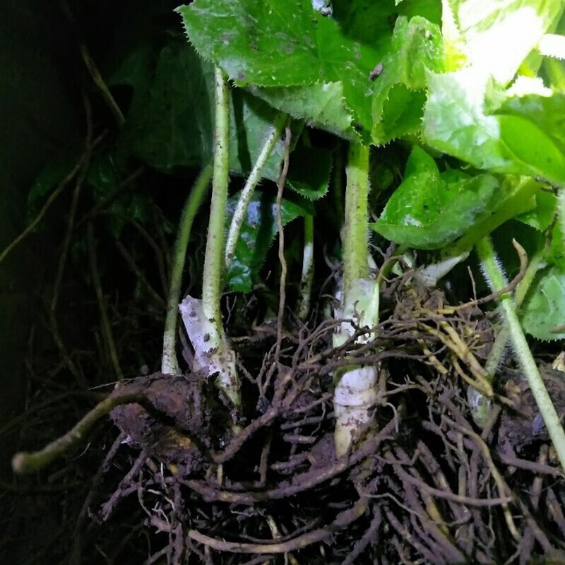 花姬 八角莲苗 ,六角莲,山荷叶,旱八角,江边一碗水,八角莲种苗一苗 根