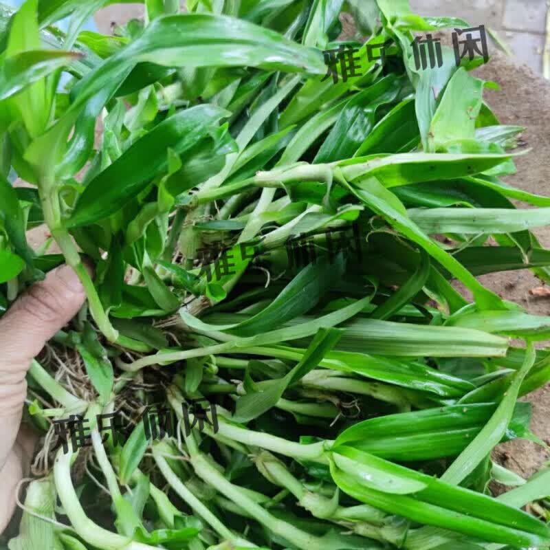 痰火草 化核草 围夹草 一斤新鲜草