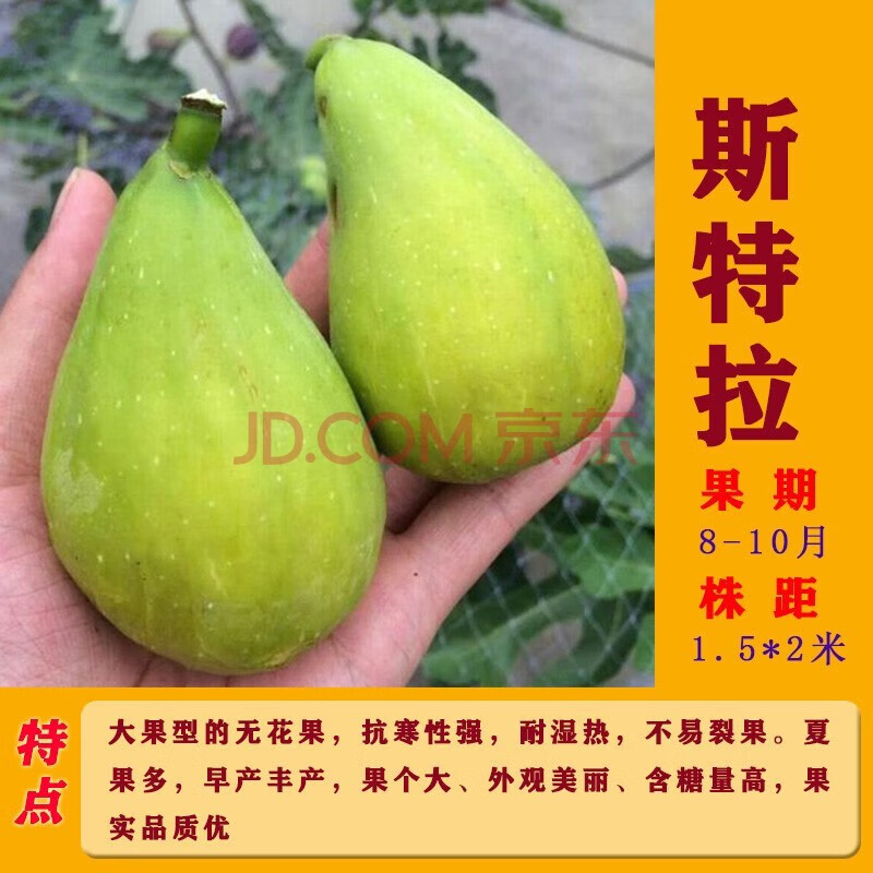 无花果树苗盆栽无花果紫果无花果苗果树苗当年结果树苗 斯特拉