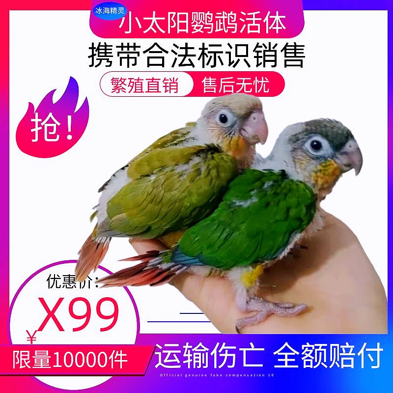 小太阳鹦鹉鸟活体和尚鹦鹉活物手养手玩宠物鸟 小太阳半毛2只