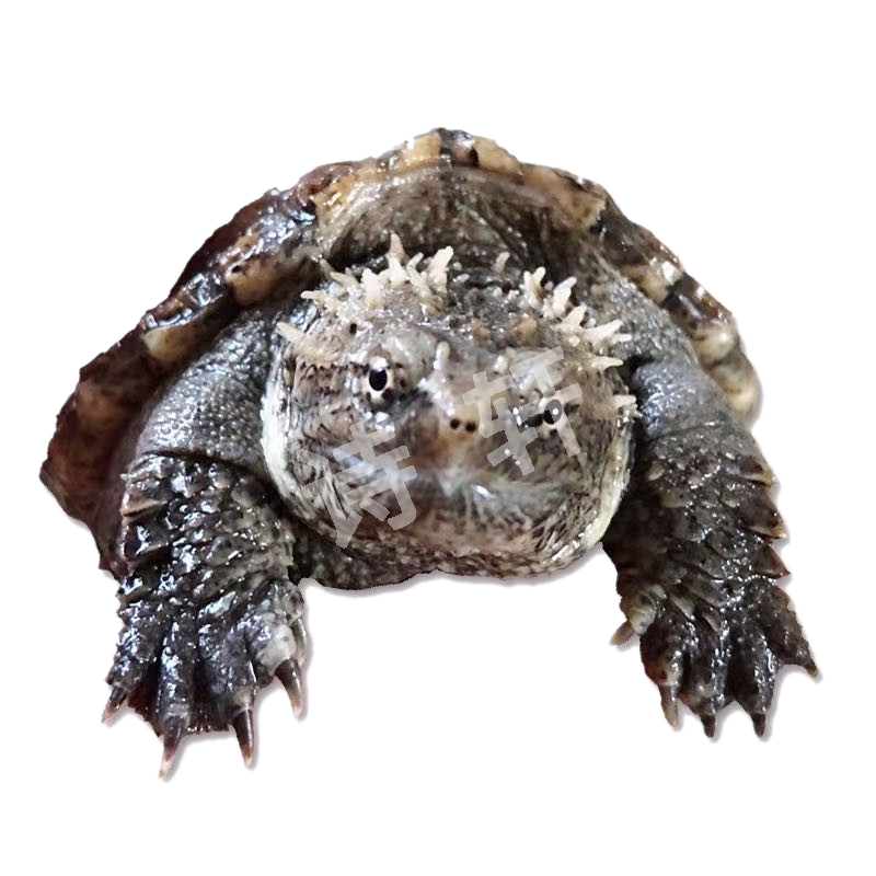 诗轩异宠活体：历史价格走势和消费者评价|怎么查看异宠活体历史价格