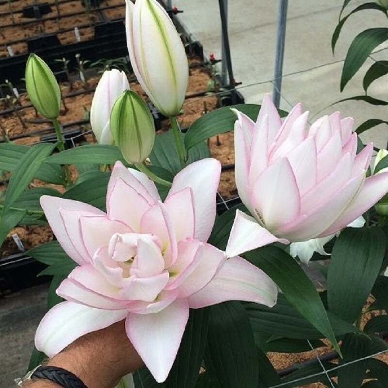 左家花园多个装进口香水百合种球东方花球盆栽庭院花种子四季球根花卉 重瓣-阿诺斯卡/冰美人16-18cm3球