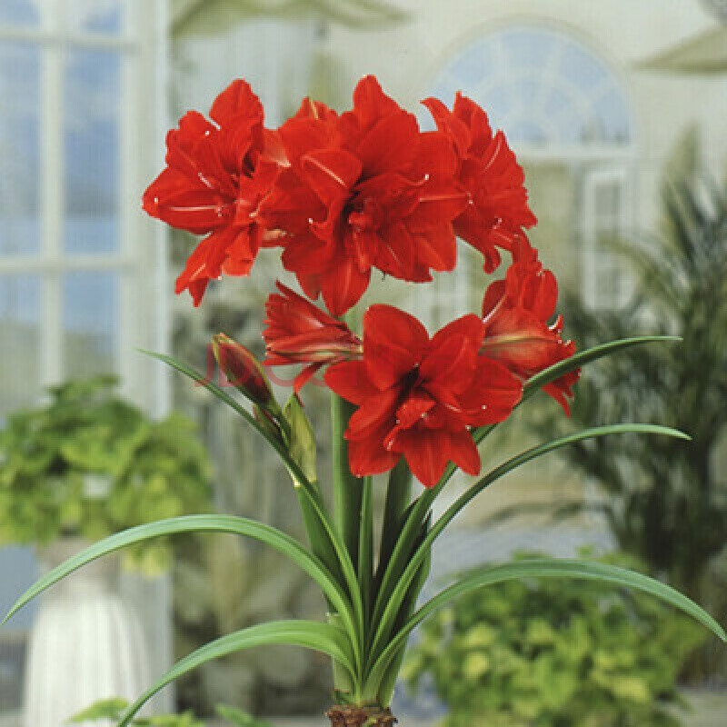 朱顶红球根 红花莲 对子莲 朱顶兰花阳台四季开花花卉绿植盆栽 红孔雀