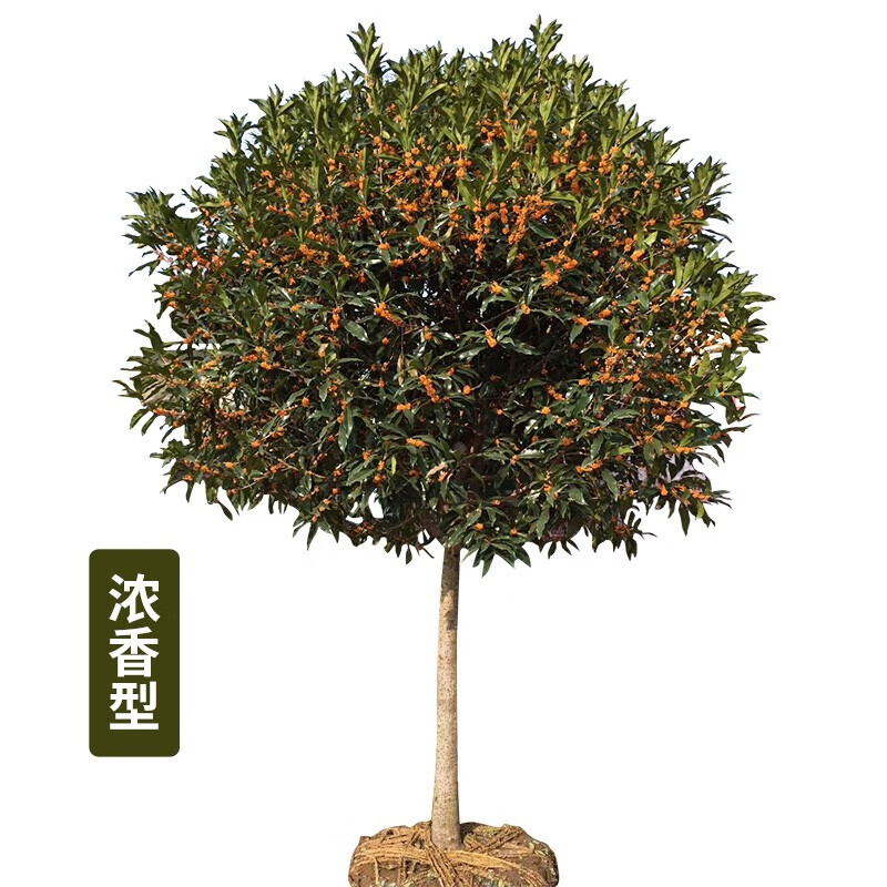 �������������ͥԺ���ܽ�𵤹��ļ����������������Ũ���� ���Ƽ���3���ִֽ���1.3��-1.6�� #20