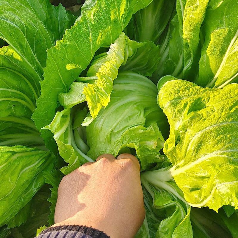 育禾农大叶芥菜种子正宗脆甜老品种介菜大肉包心疙瘩耐寒青菜籽冬季