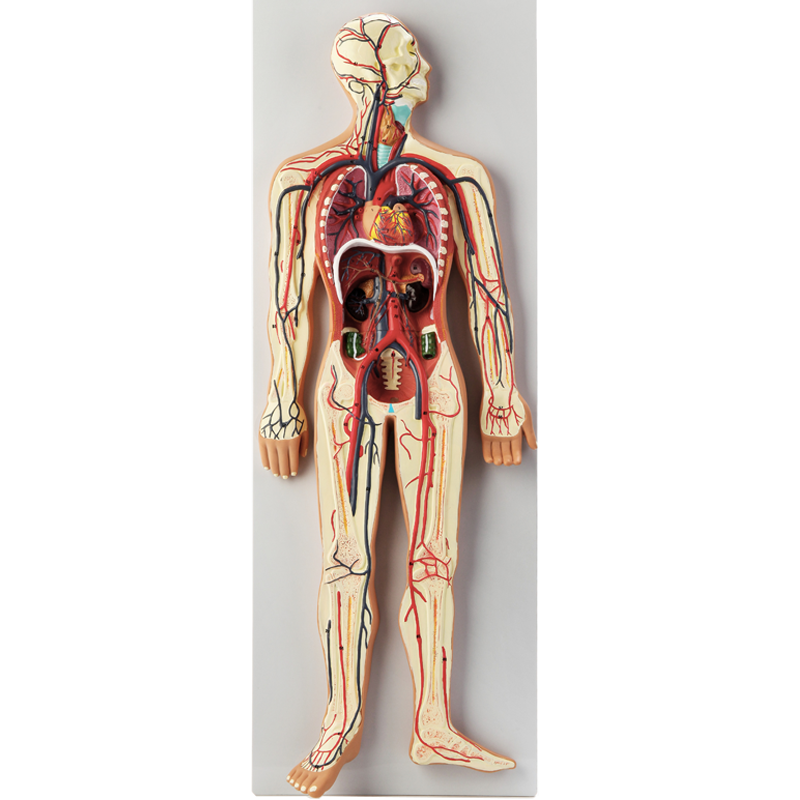 【人体内脏血液循环模型心脏动脉静脉神经血管器官解剖医学教具 血液