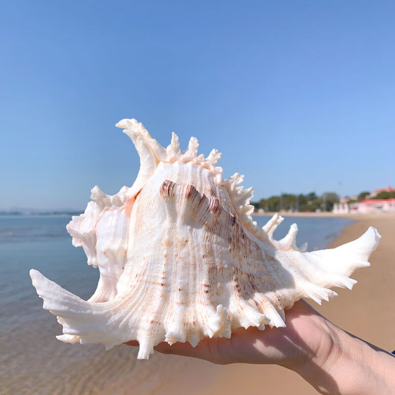 【新品】超大千手螺特大菊花螺天然海螺贝壳鱼缸装饰品造景地中海风格