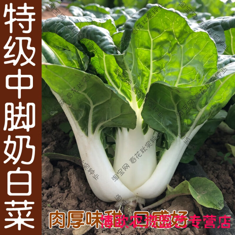 脆爽中脚奶白菜种子 四季播蔬菜籽 阳台菜园盆栽煲汤小青菜易种孑 奶