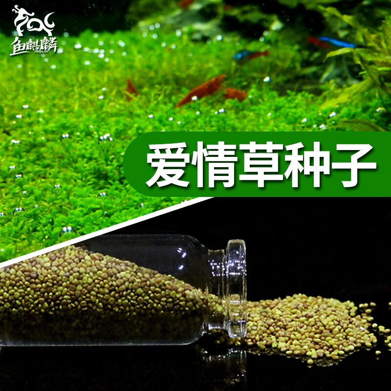 鱼缸造景水草种子 水族箱装饰活体水草缸前景草真植物造景 爱情草