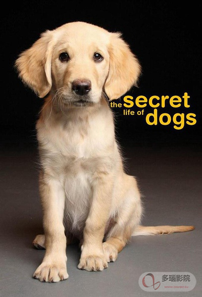 狗狗的秘密