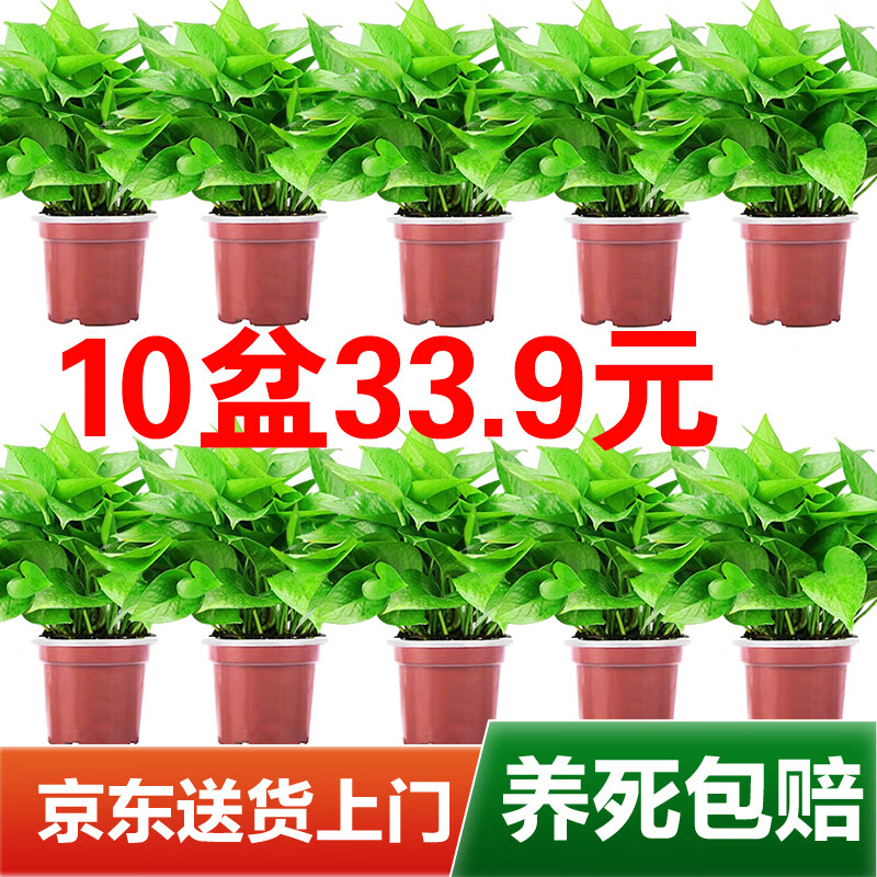 双盟 绿萝盆栽除甲醛花卉绿植办公室新房净化空气 110款储水盆10盆装高性价比高么？