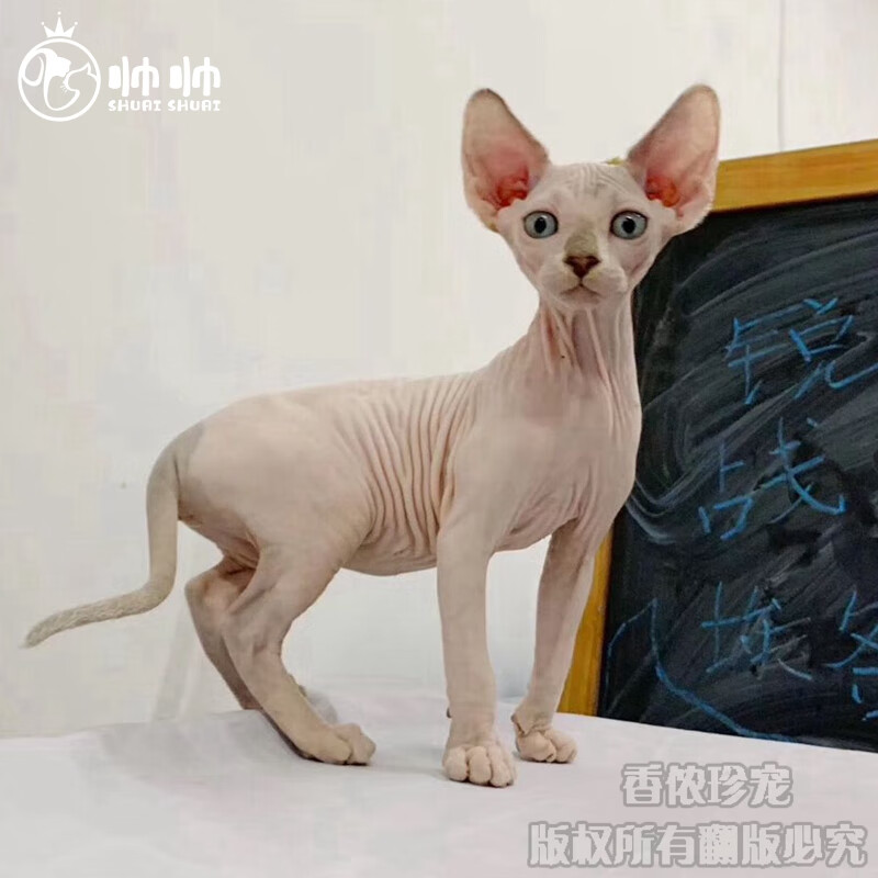 帅帅名宠精灵猫斯芬克斯幼猫宠物猫活体 幼崽幼猫 活体动物 北京实体