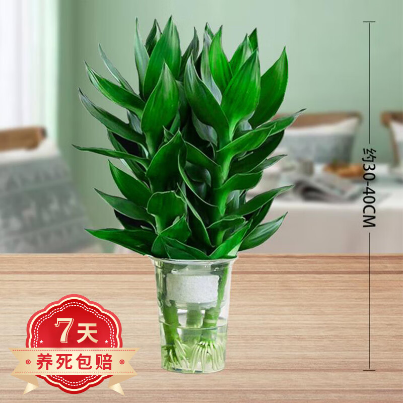 如何查看花市的历史价格|花市价格历史