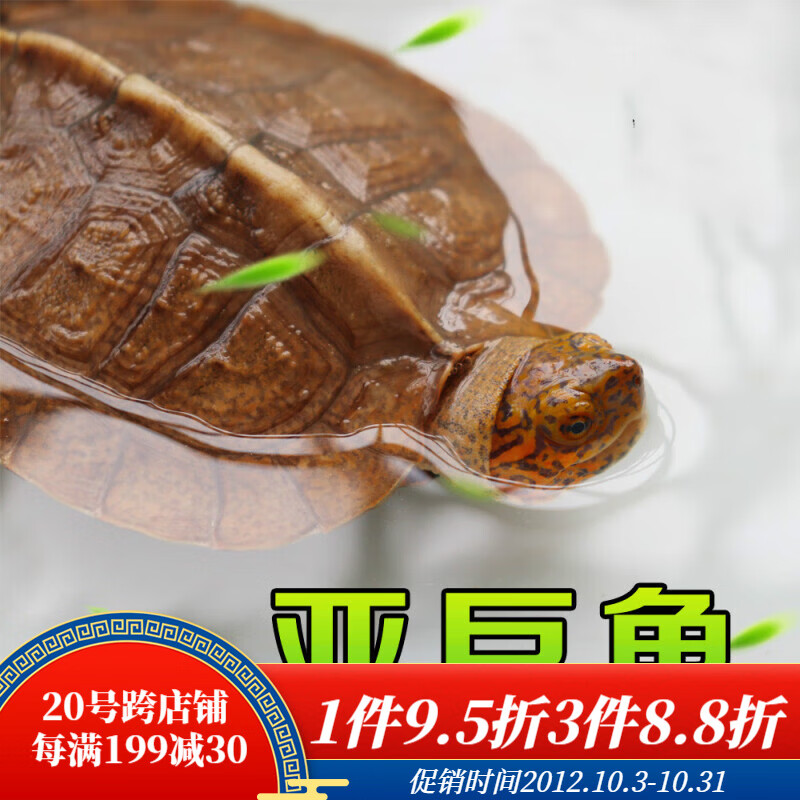 ajaj亚洲巨型龟亚巨乌龟观赏种龟苗草龟大型素食吃蔬菜水果半水龟宠物