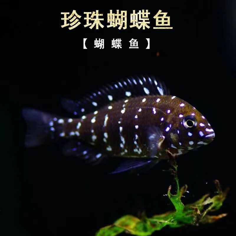 水财神(water richer)黄宽蝴蝶 红宽蝴蝶 太阳斑蝴蝶 珍珠蝴蝶鱼 三湖