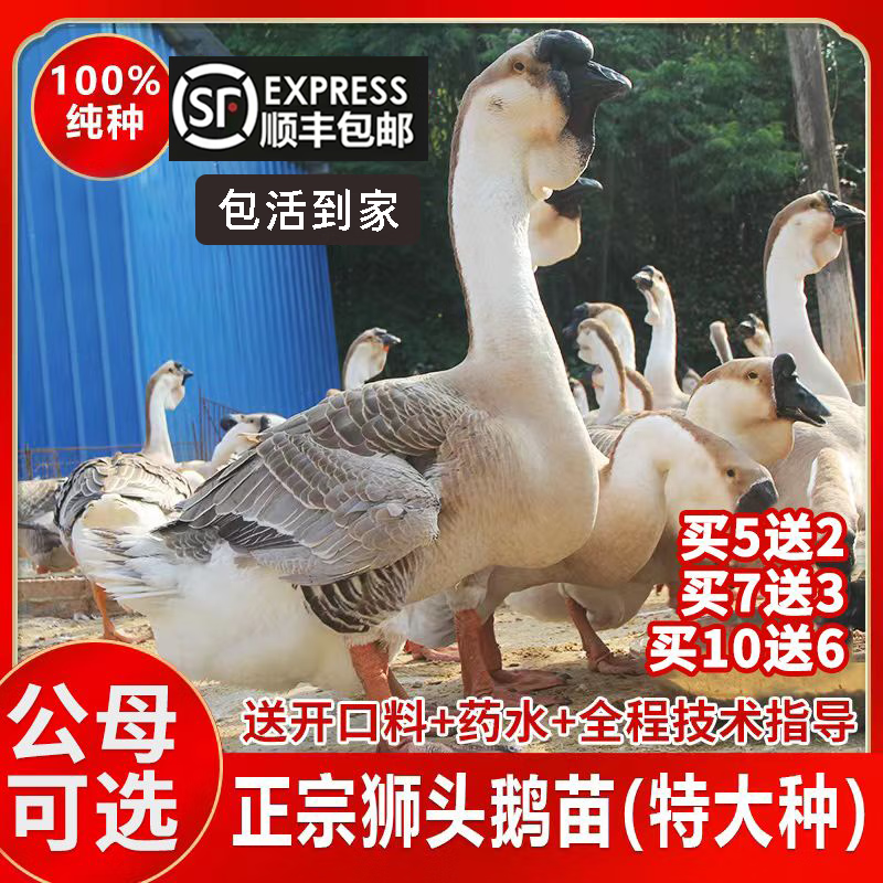 OIMG纯种狮头鹅特大种活苗特大幼苗狮子头大鹅活苗大头鹅正宗狮头鹅苗 灰狮头鹅【可长40斤】 3两苗/5只+2只备损(实发7只)怎么看?