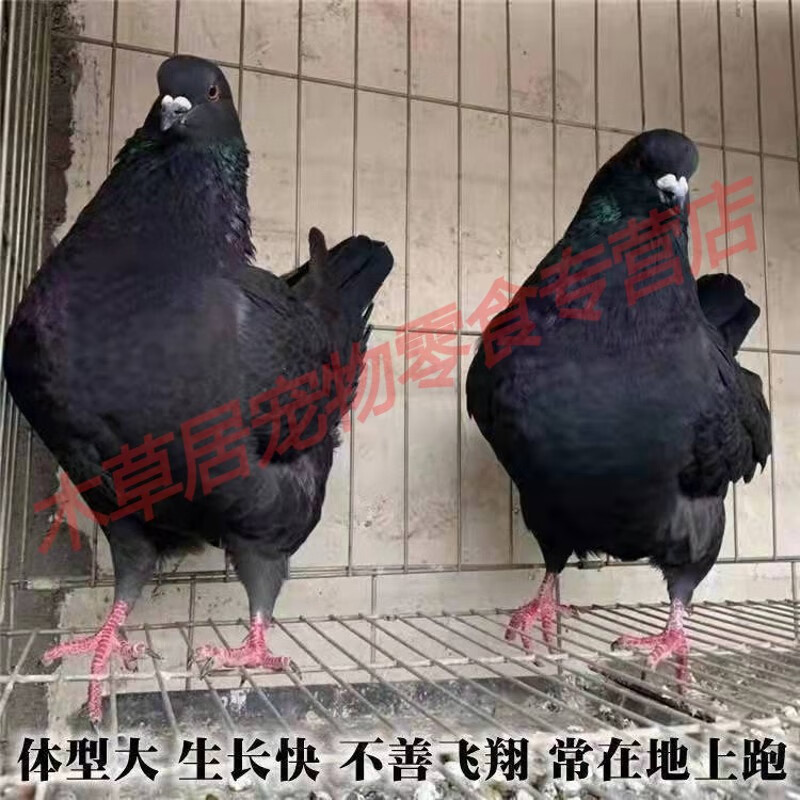 仟芸元宝鸽落地王鸽活物一对鸽子活体种鸽纯种特大体型肉鸽信鸽观赏鸽