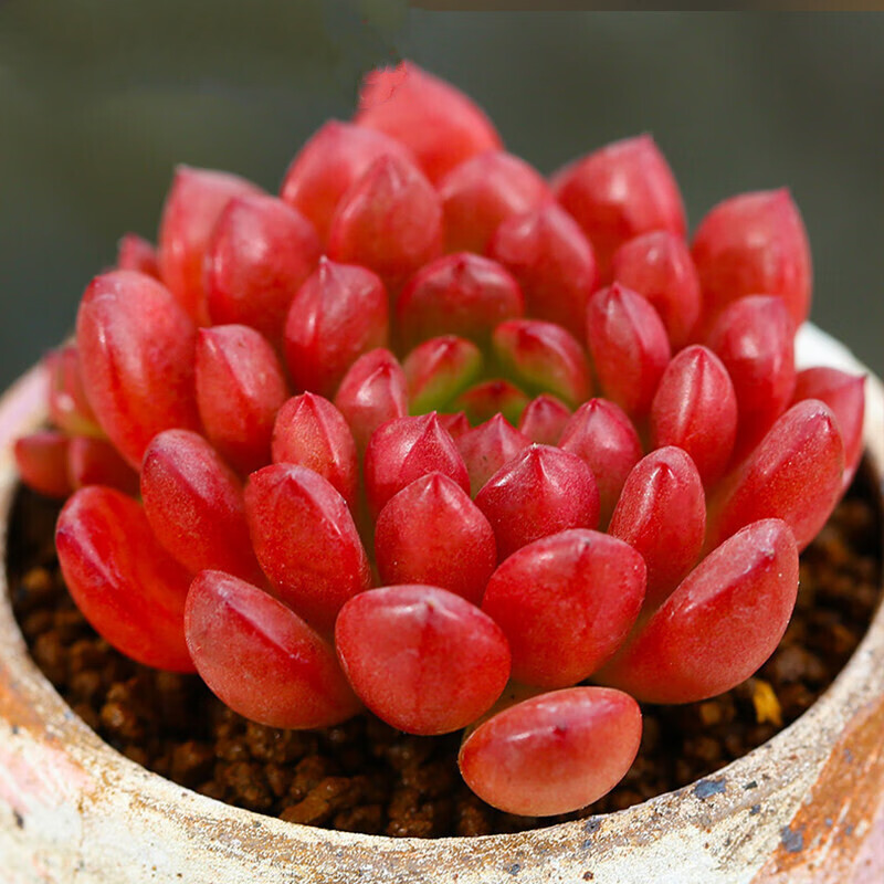 红宝石多肉植物组合盆栽肉肉植物迷你小盆栽多肉 红宝石单头4~6cm 不