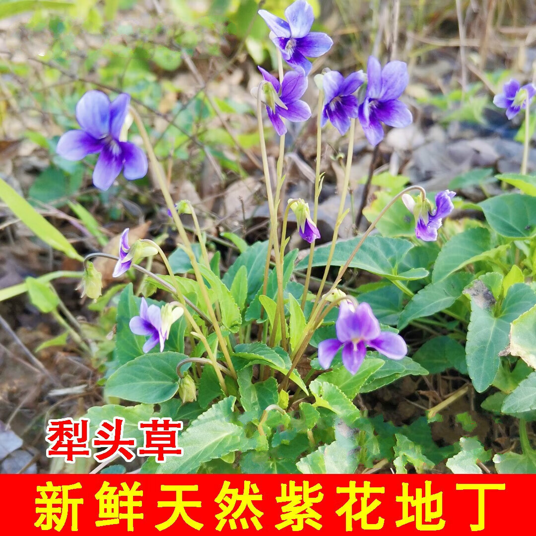 新鲜紫花地丁 犁头草 铧头草 野堇菜 现采现发 新鲜紫花地丁1斤