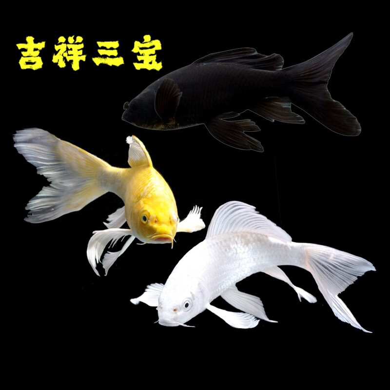 鱼苗宠物小大型三色红白 吉祥三宝黄金黑金白金随机组合  10-13cm3条