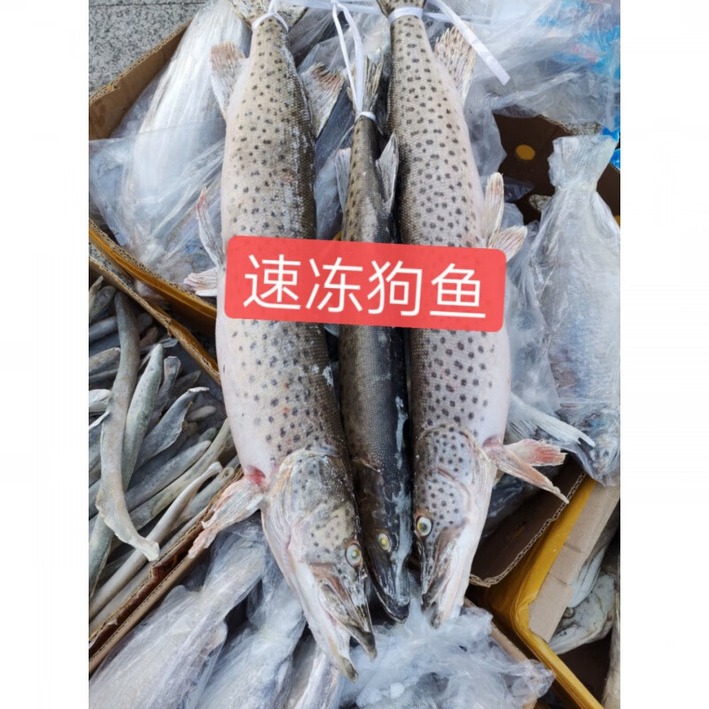 lism东北特产黑龙江乌苏里江抚远县直发江鱼鱼新鲜狗鱼 2.5斤整条狗鱼