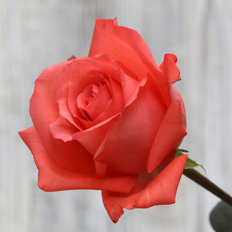 【带花苞发货 带原土 花苗30-50cm高】 大花浓香】正宗玫瑰月季带花苞