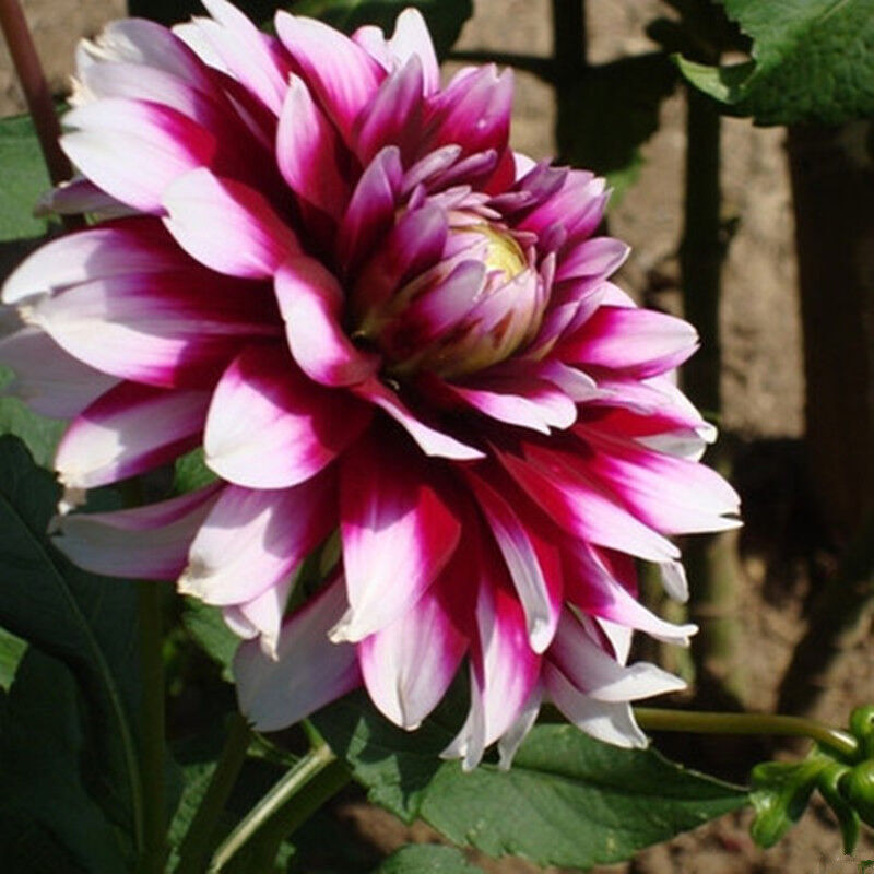 大丽花种球 大丽菊 地瓜花种球 种根室内盆栽大丽花进口球根花卉 花环