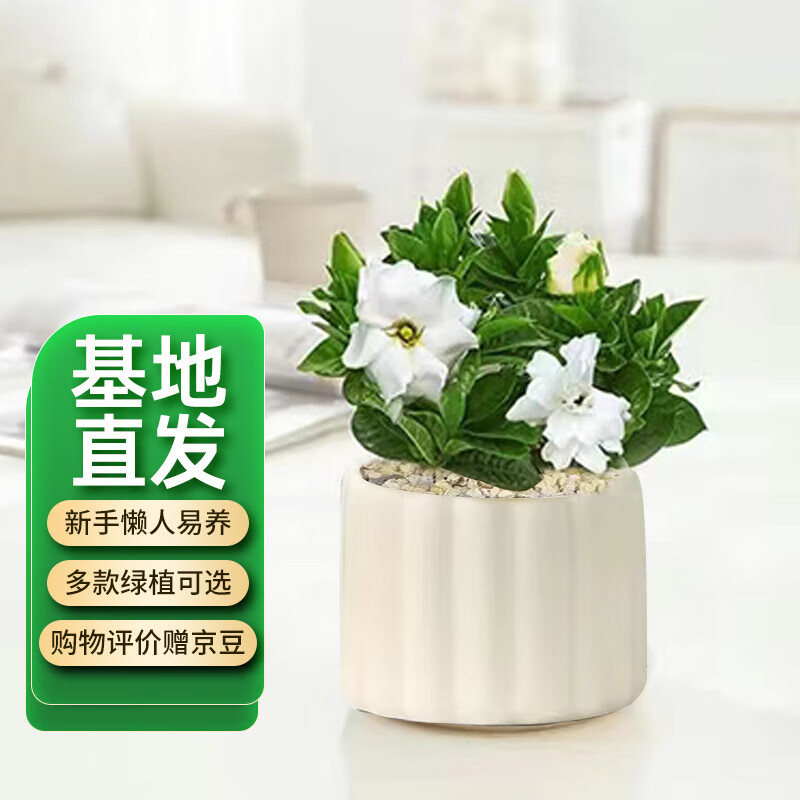 ����������ɽ���������Ի�����ֲ���ڰ칫��������ˮ�����ֲ�� ���ӻ�������