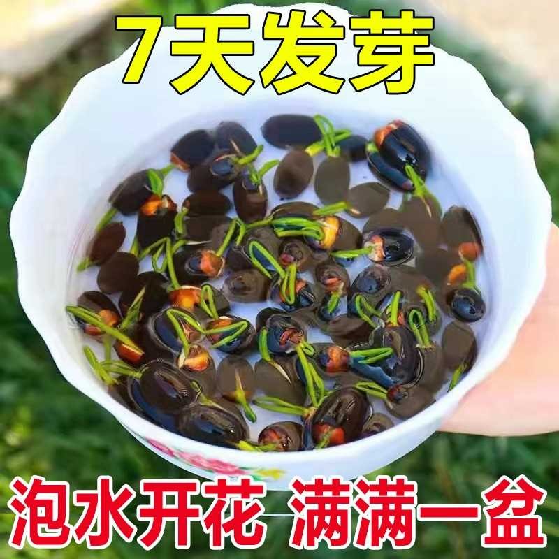 欧悟四季开花荷花种子水培植物花卉室内客厅水养莲花好养碗莲睡莲盆栽 混色30粒+盆+营养液+水晶珠