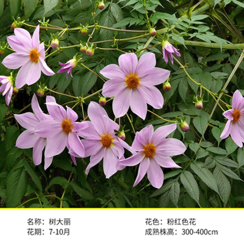 欲静大丽花种球进口球根地瓜花种球大丽菊种球室内外阳台种植 树立丽