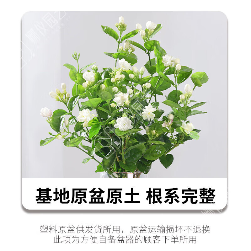 OIMG��������ˮ�����������ļ�����ˮ��ֲ�����ں����칫�����ó� 3����/���꡾ԭ��*1�衿 ����