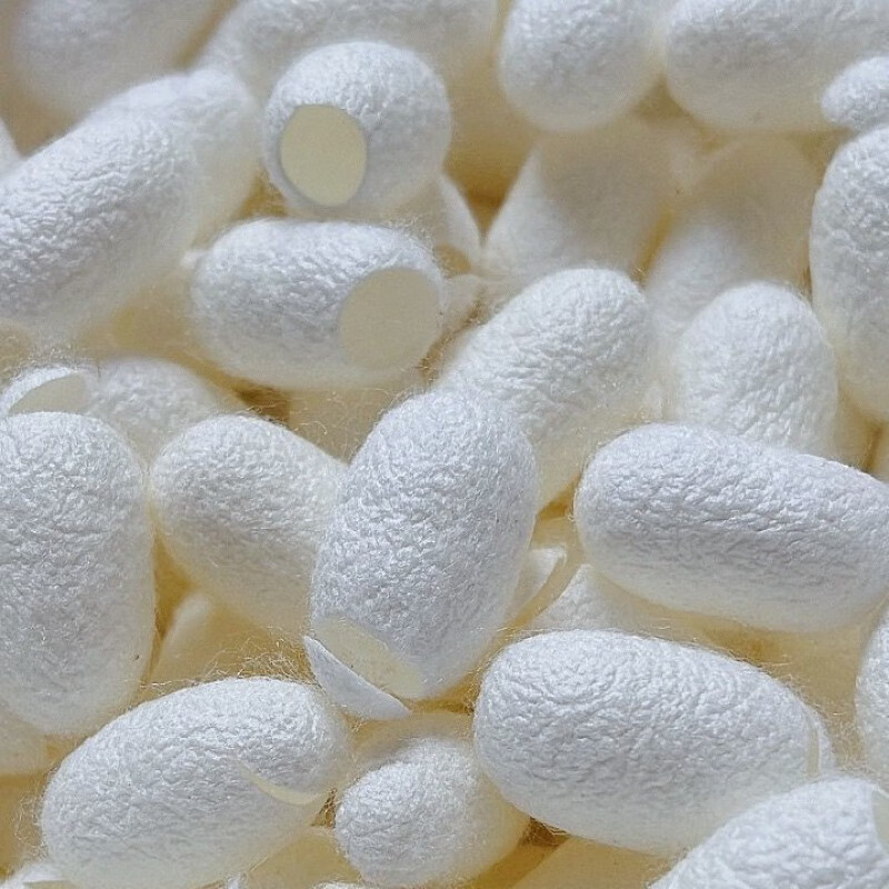 开口茧壳美容洗脸指套入药泡茶一级蚕茧无菌蚕丝全国 优选开口桑蚕茧