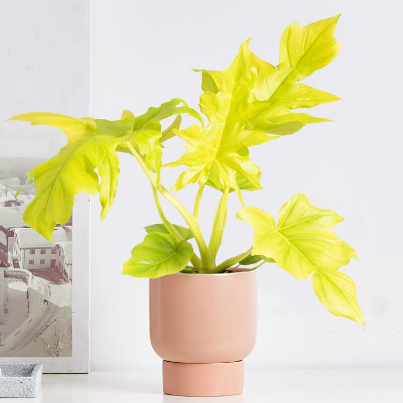 倾颜黄金春羽瓦塞维奇蔓绿绒撕裂春雨网红植物室内盆栽花卉绿植北欧花