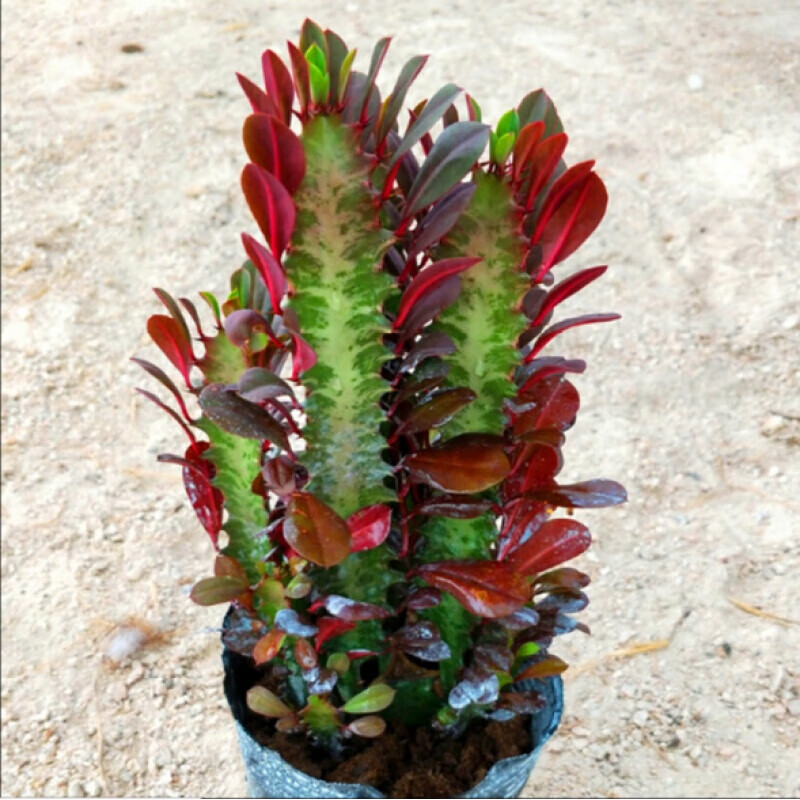 粒果篮 仙人柱 巴西龙骨 仙人柱 紫龙骨绿龙骨 仙人掌大盆栽 不含盆