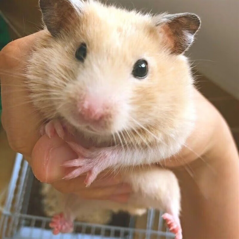 仓鼠活物已打疫苗精品超萌仓鼠活体萌宠金丝熊幼崽公母都有打疫苗