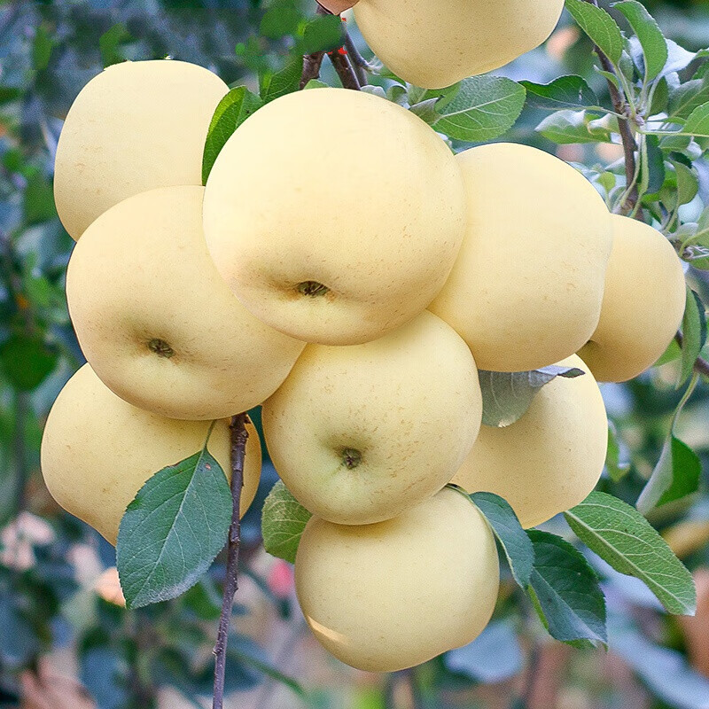 伯贤黄金奶油富士苹果水果当季山东烟台新鲜5斤 9斤 80mm(含)-85mm(不