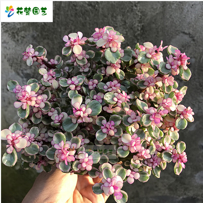 绿植花卉老桩雅乐之舞 金枝玉叶 美观 多肉植物室内盆栽净化空气好养造型稀有品种 雅乐之舞+懒人大圆 含盆