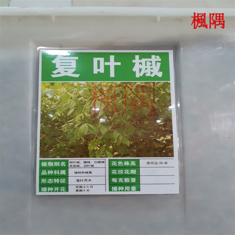 楓隅复叶槭种子四季行道树种籽多年生工程绿化观叶种孑 复叶槭种子
