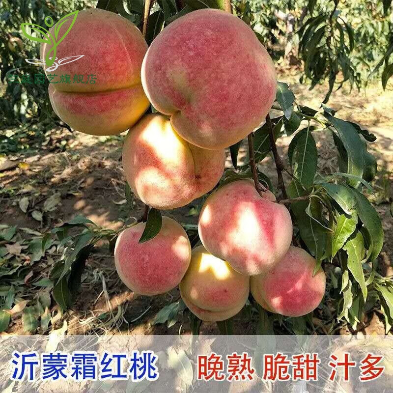 桃树苗嫁接桃树苗庭院盆栽地栽果树苗木水果树苗当年结果 沂蒙霜红桃
