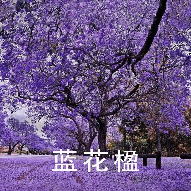 蓝花楹树苗名贵树苗绿化树凤凰木红花楹苗庭院风景常绿蓝雾树盆栽