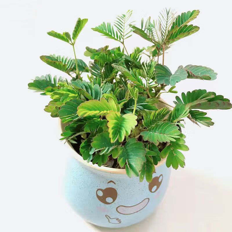 一碰就闭合迷你害羞草小盆栽大苗 含羞草 蓝可爱【肥 种子 养护卡】