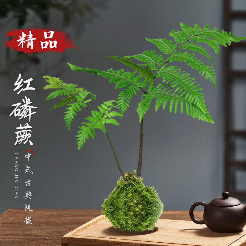 ����һ�������ާ̦޺��ˮ��ֲ��һҶާ��������������ʽ�����辰��Ҷ��ֲ ����ާ+̦޺+Ӫ��Һ�������衿 30Ԫ